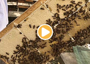 Nuestras propias granjas de abejas para productos de miel de azufaifo.